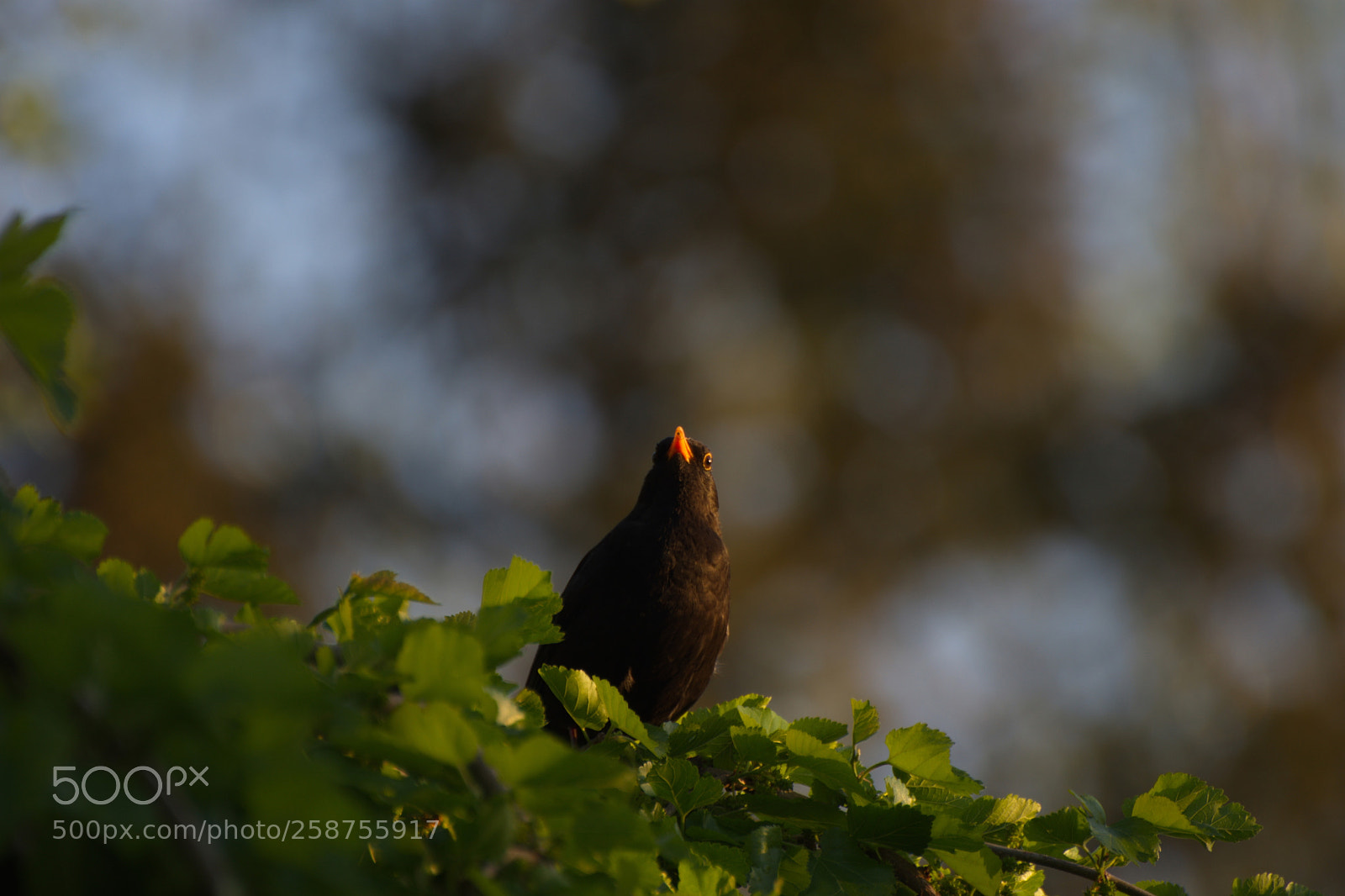 Nikon D7200 sample photo. Bird in tree photography