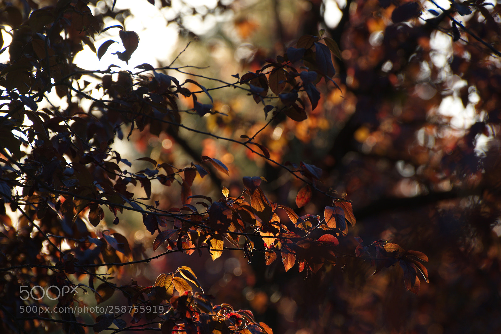 Nikon D7200 sample photo. Sunset leaves photography