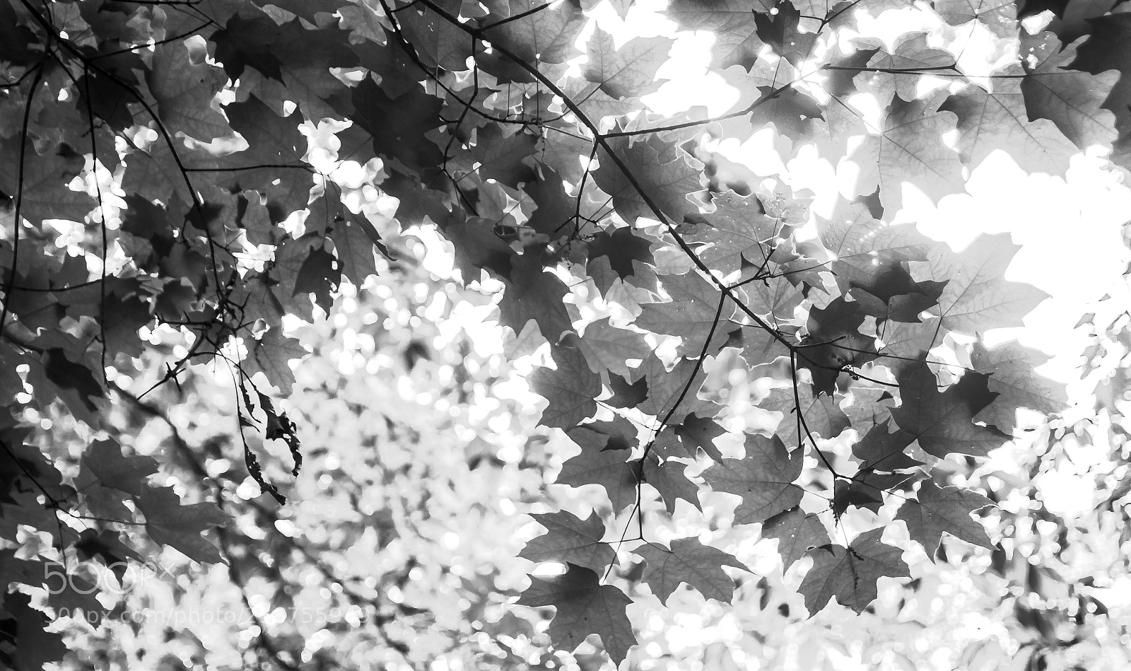 Canon EOS 600D (Rebel EOS T3i / EOS Kiss X5) sample photo. Nature canvas photography