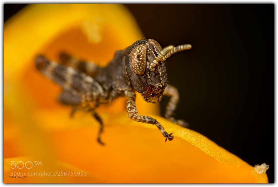 Canon EOS 7D sample photo. Short horned grasshopper fltd photography