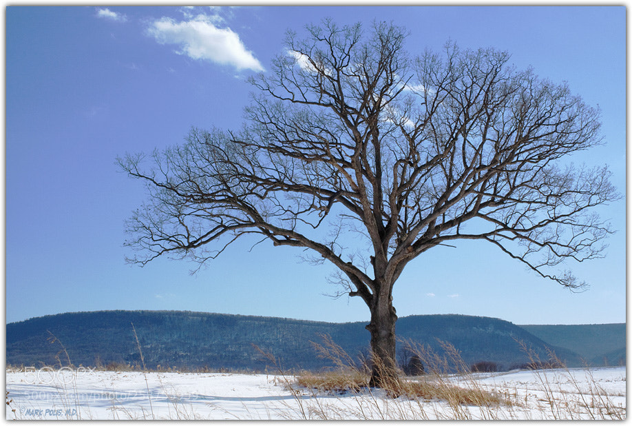 Canon EOS 50D sample photo. Skeletal brace fltd photography