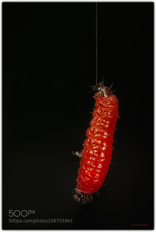 Canon EOS 7D sample photo. Silkworm fltd photography