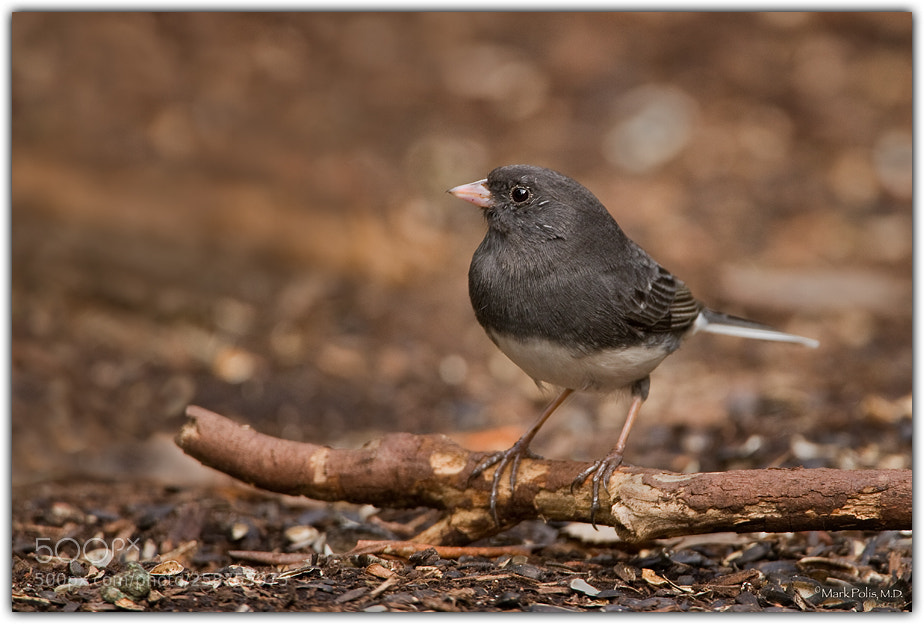 Canon EOS 7D sample photo. Slate colored junco fltd photography