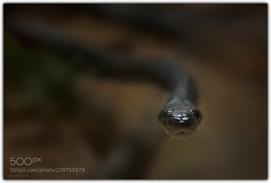 Canon EOS-1Ds Mark III sample photo. Snake stare fltd photography