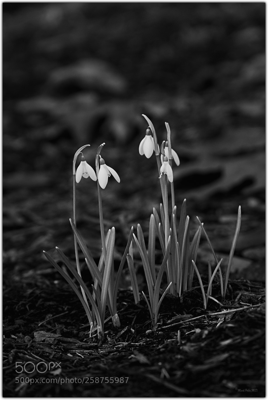Canon EOS 7D sample photo. Snowdrops fltd photography