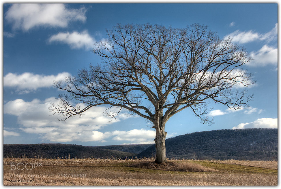 Canon EOS-1Ds Mark III sample photo. Solitary tree bastress fltd photography