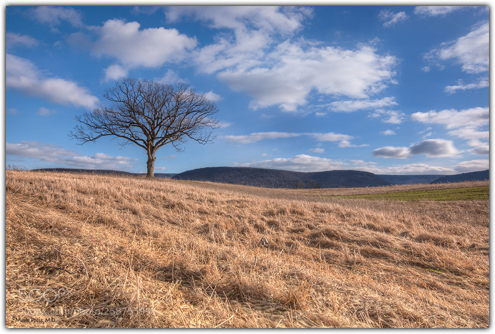 Canon EOS-1Ds Mark III sample photo. Solitary tree bastress fltd photography