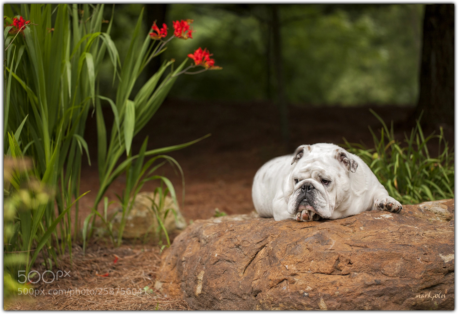 Canon EOS-1Ds Mark III sample photo. Sumo at leisure a photography