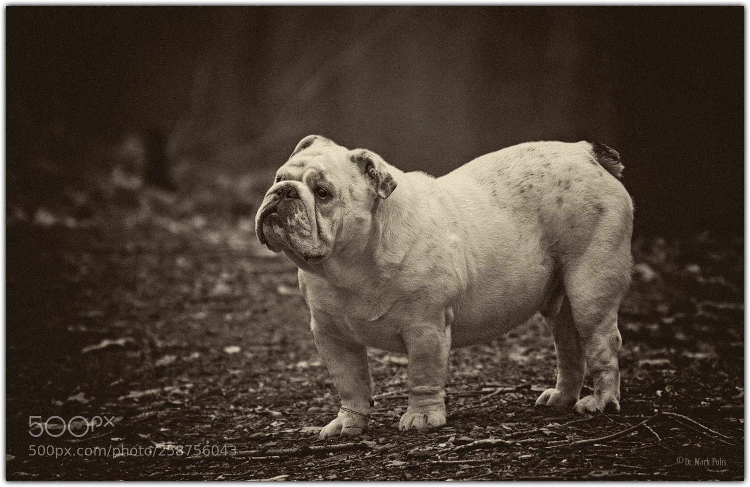 Canon EOS 7D sample photo. Sumo woods portrait sepia photography