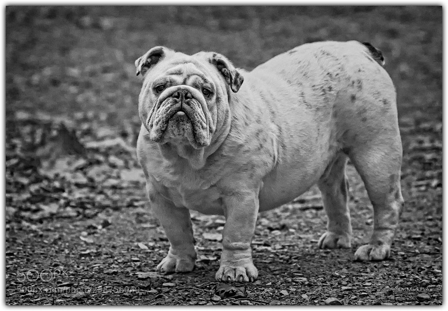 Canon EOS 7D sample photo. Sumo woods a bw photography