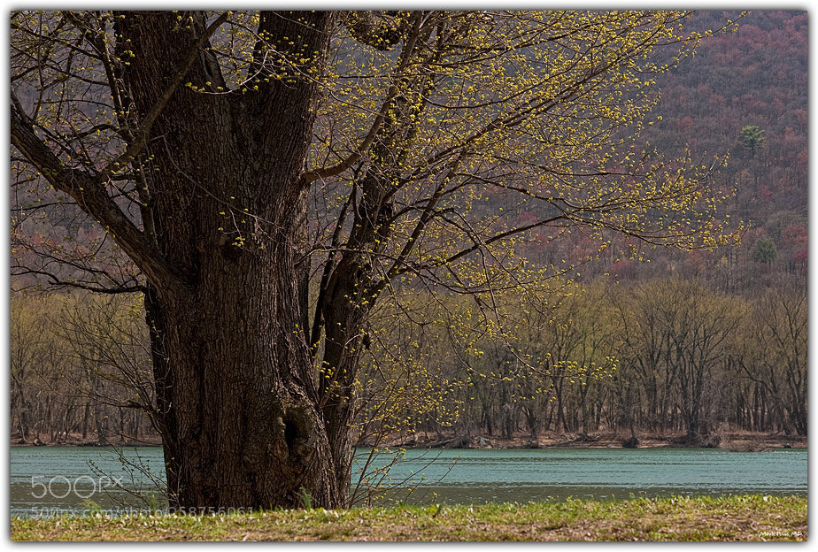 Canon EOS-1Ds Mark III sample photo. Susquehanna riverside in spring photography