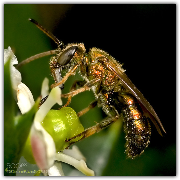 Canon EOS 5D sample photo. Sweat bee fltd photography