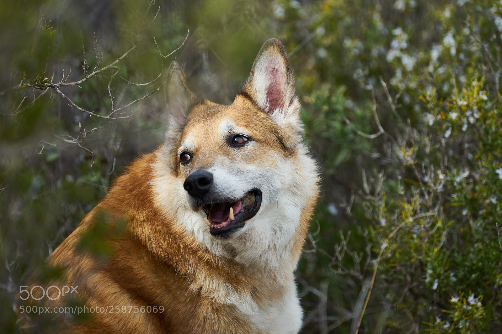 Sony a7 II sample photo. Billy photography