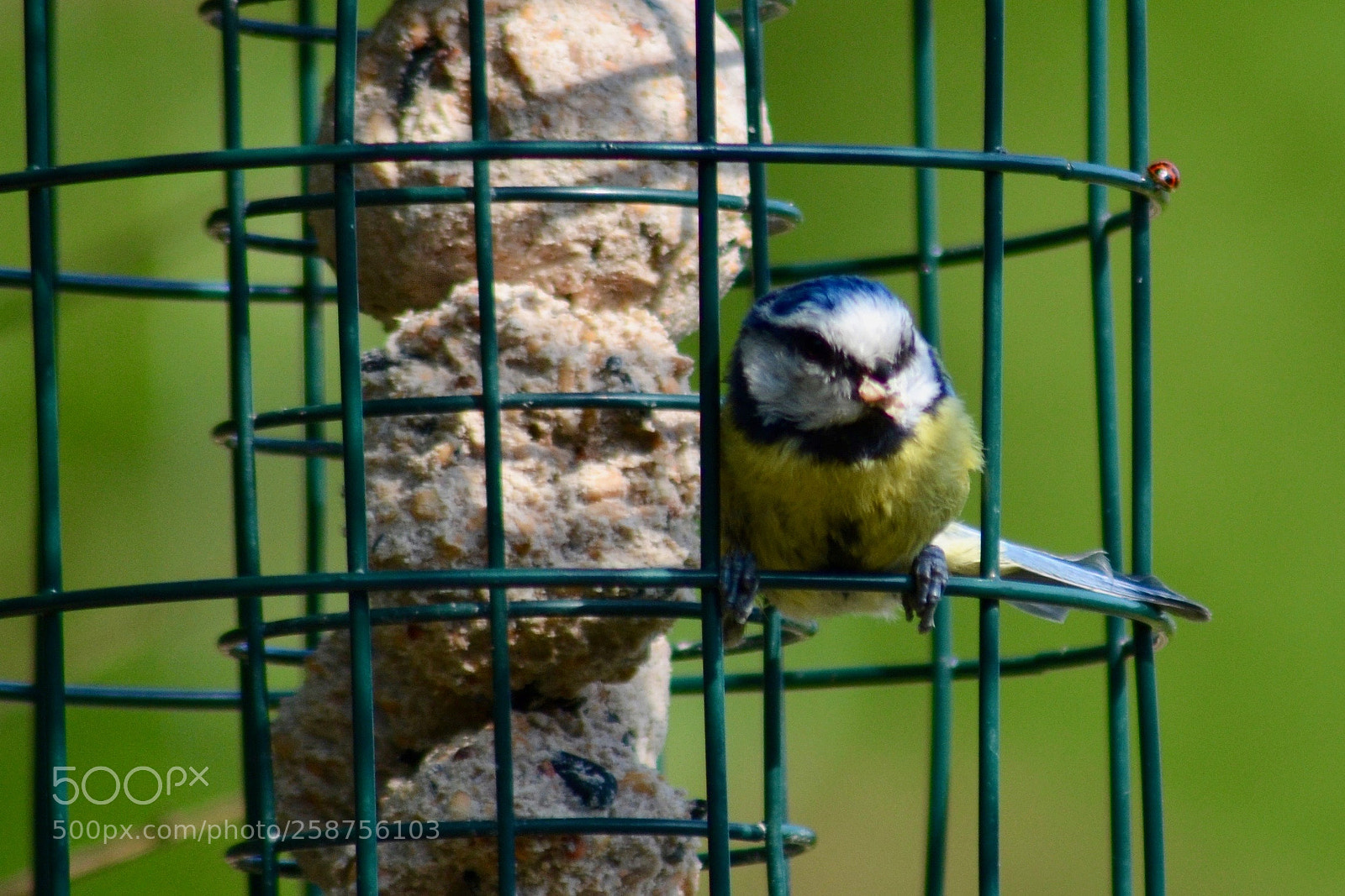 Nikon D3100 sample photo. Blue tit and lady photography