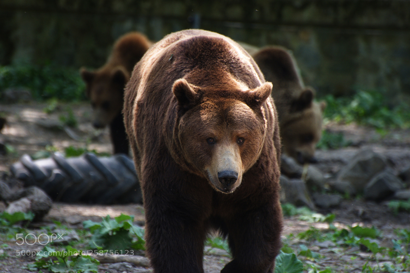 Nikon D7200 sample photo. Bears photography