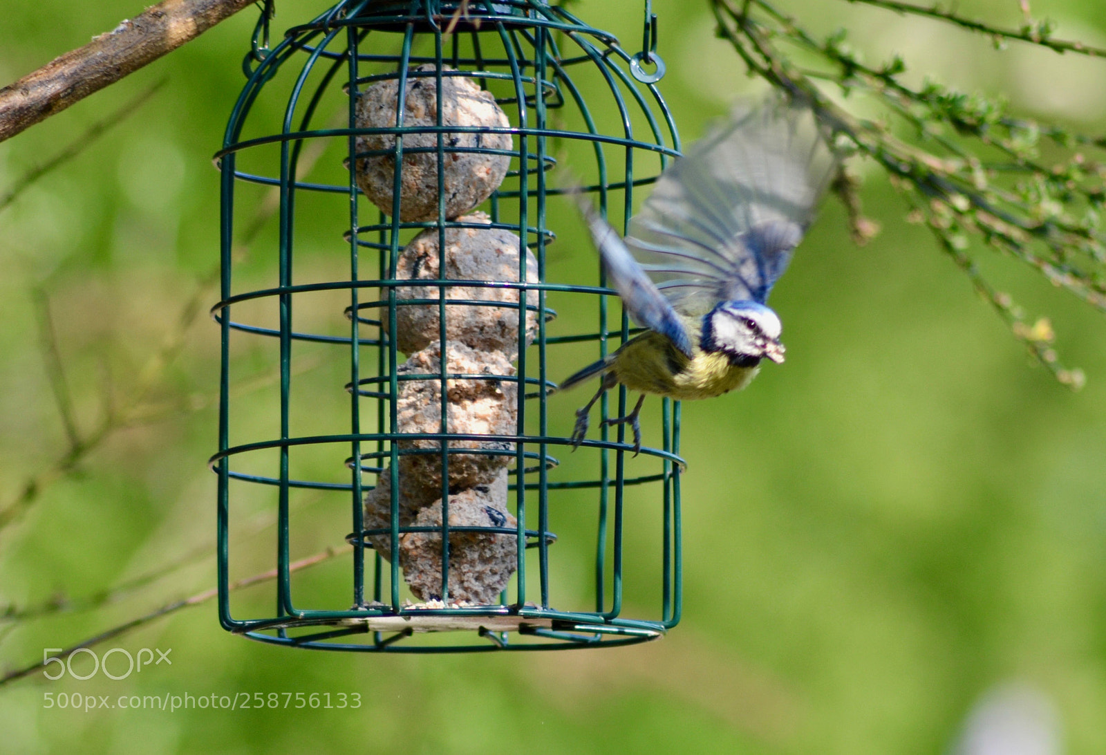 Nikon D3100 sample photo. Blue tit taking flight photography