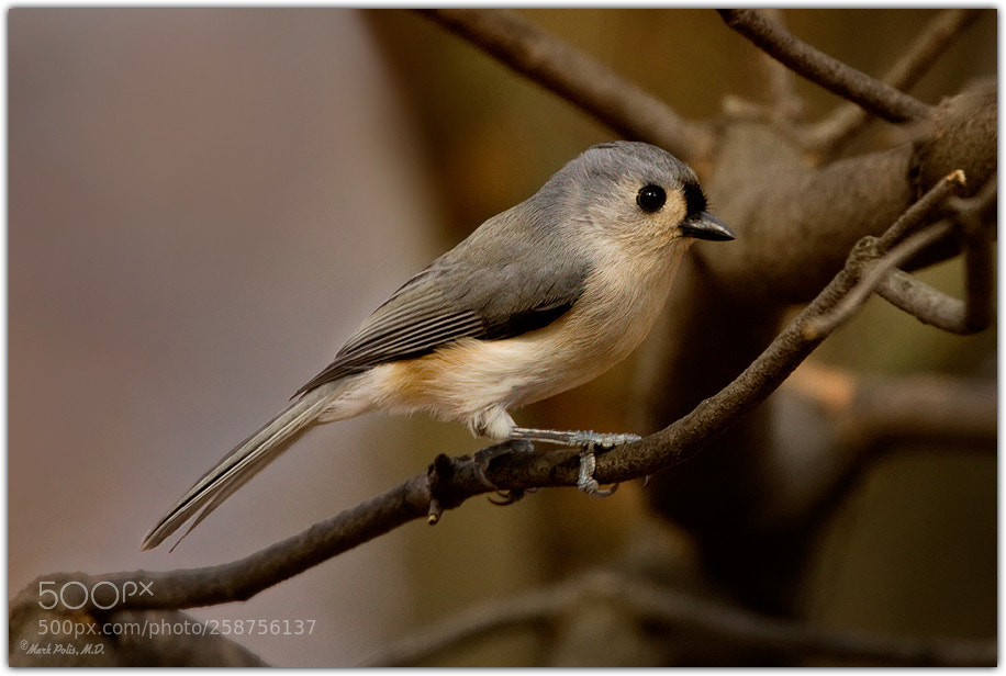 Canon EOS 7D sample photo. Titmouse iii fltd photography