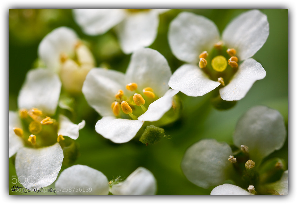 Canon EOS 5D sample photo. Tiny dew flowers ii photography