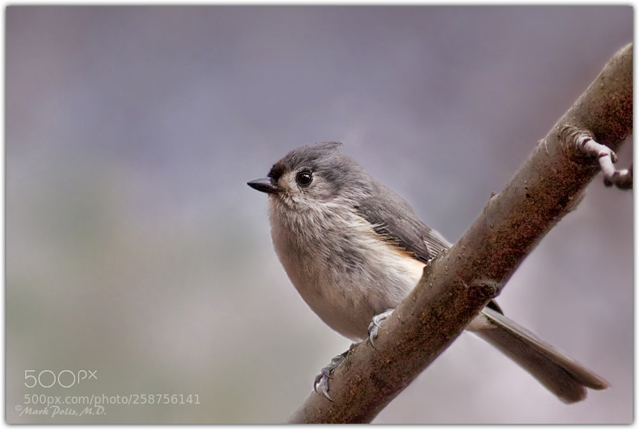 Canon EOS 50D sample photo. Titmouse fltd photography