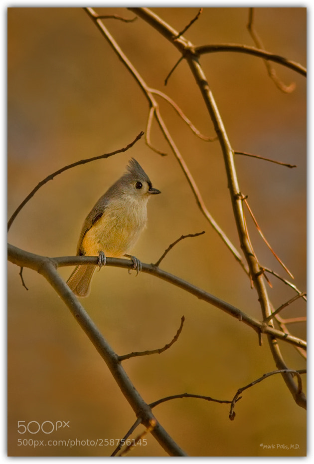 Canon EOS 7D sample photo. Titmouse v fltd photography