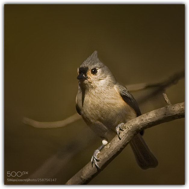 Canon EOS 7D sample photo. Titmouse iv fltd photography