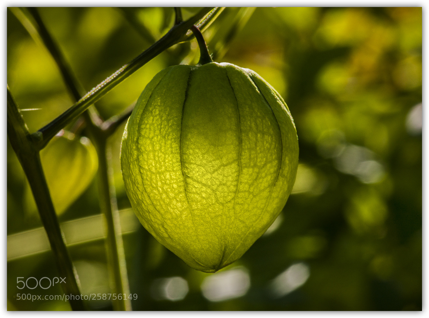 Canon EOS-1Ds Mark III sample photo. Tomatillo lantern photography