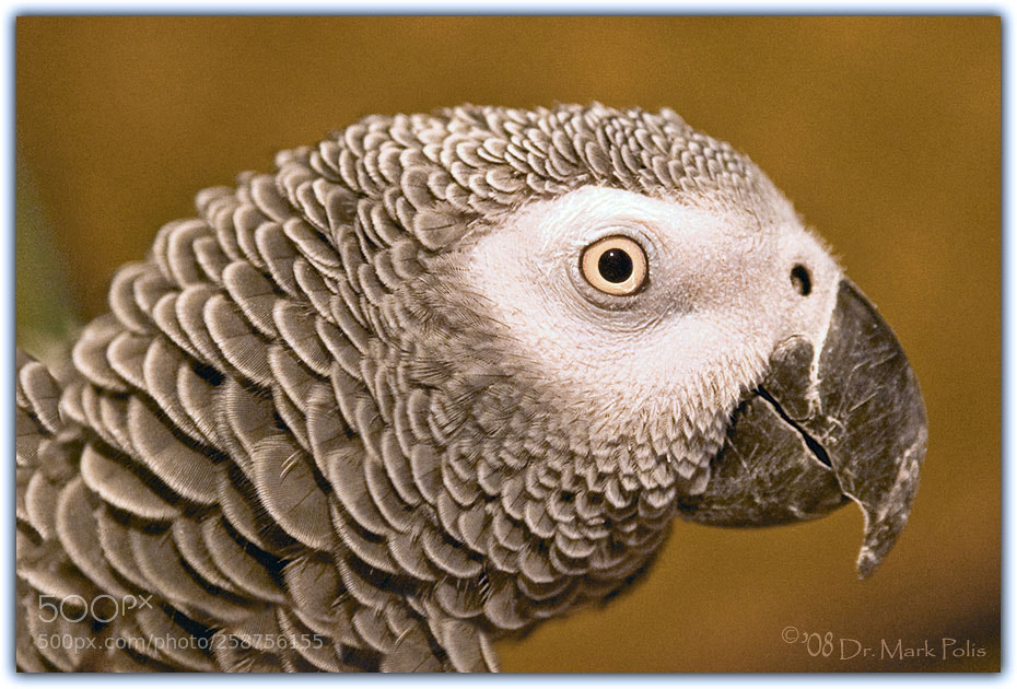 Canon EOS 5D sample photo. Tookey a photography