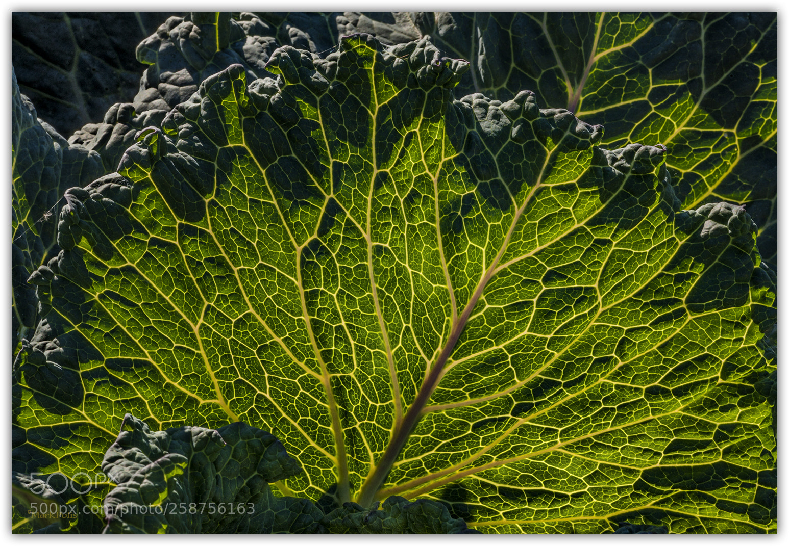 Canon EOS-1Ds Mark III sample photo. Transillumination fascination photography