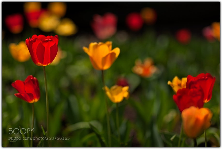 Canon EOS-1Ds Mark III sample photo. Tulips ablaze fltd photography