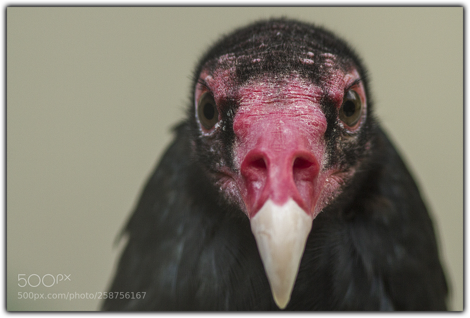Canon EOS 7D sample photo. Turkeybuzzard acopy photography