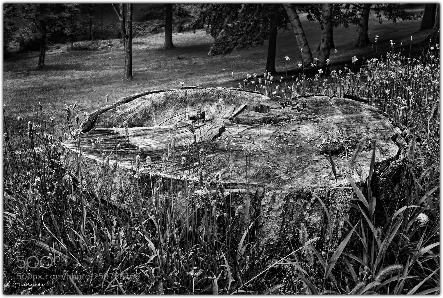 Canon EOS 7D sample photo. Trunkated mono fltd photography