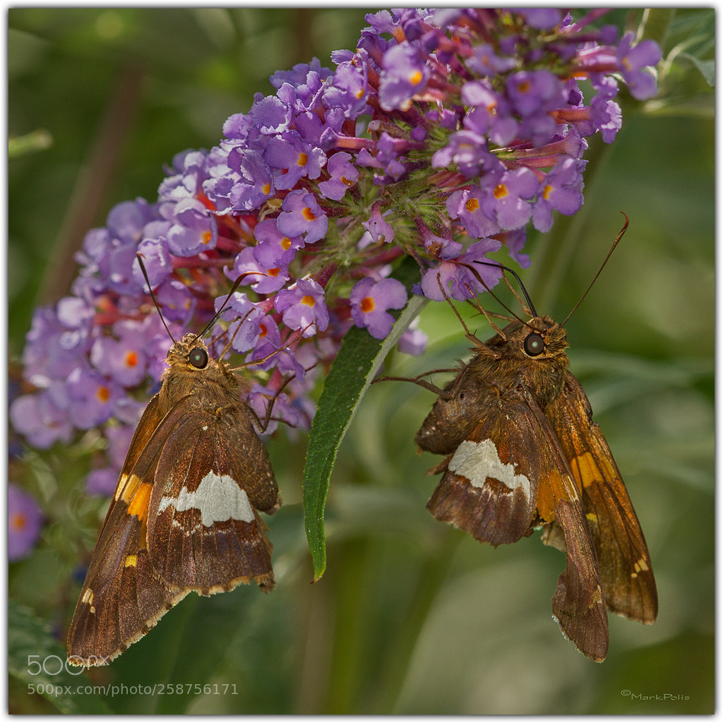 Canon EOS 7D sample photo. Twins working the lavender photography