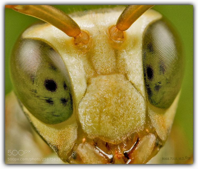 Canon EOS 5D sample photo. Wasp face magn fltd photography