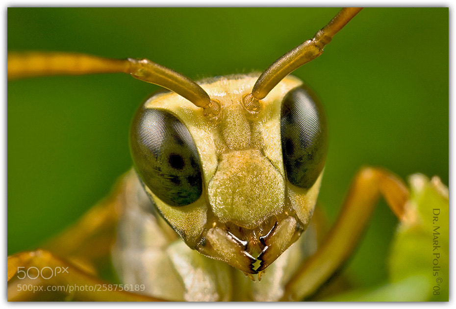 Canon EOS 5D sample photo. Wasp face fltd photography