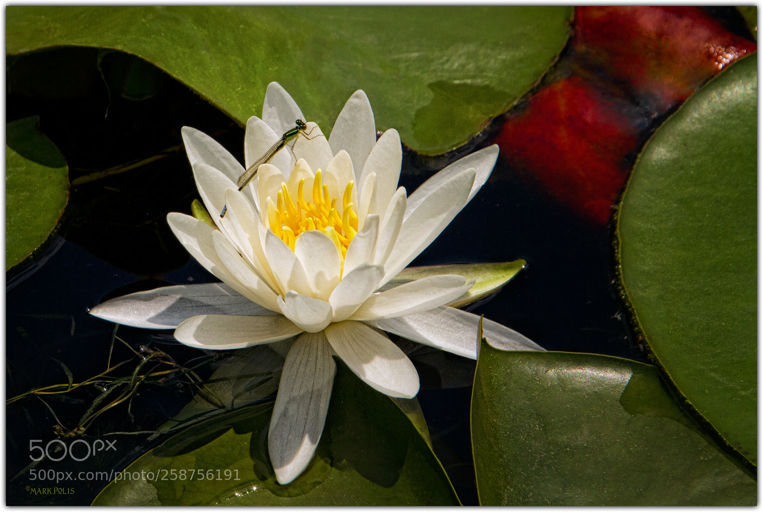 Canon EOS 7D sample photo. Water lily inhabited fltd photography