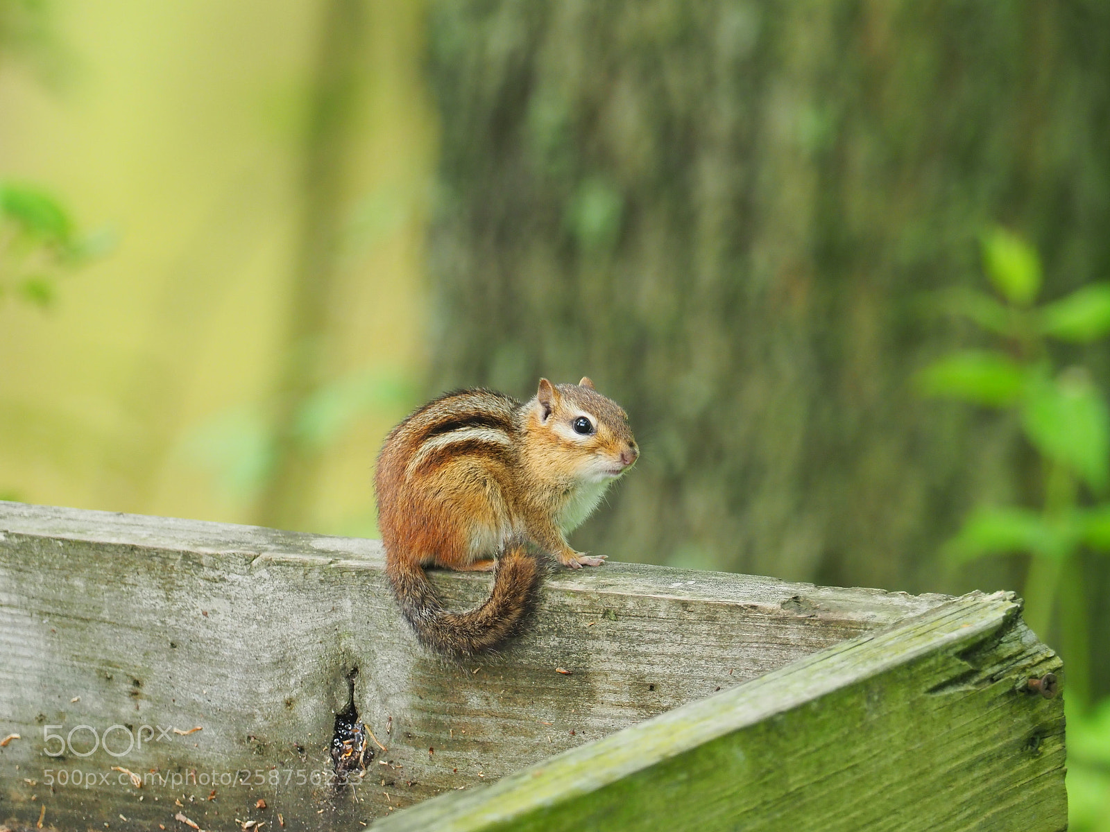 Olympus OM-D E-M1 Mark II sample photo. Chipmunk photography