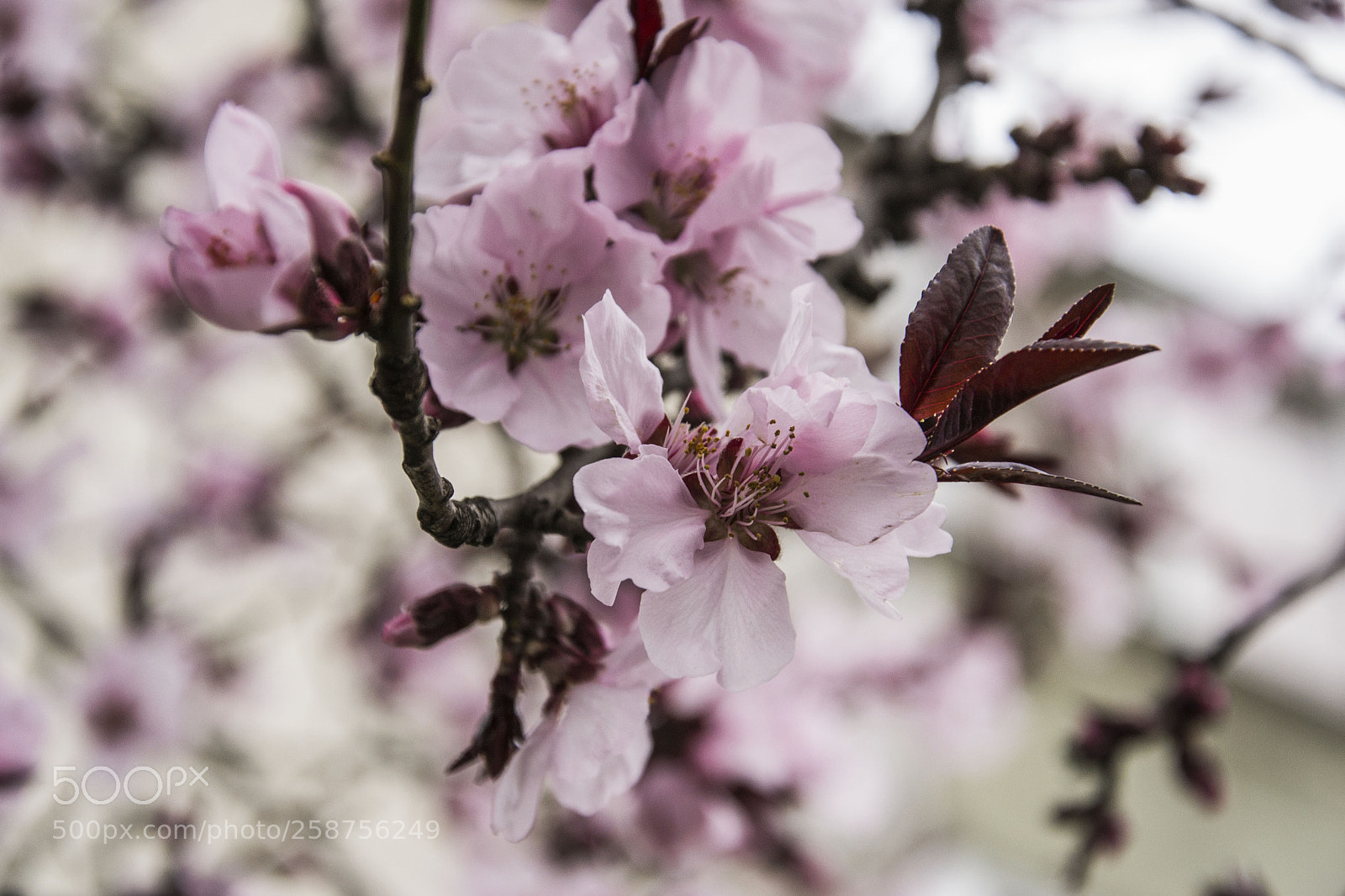 Nikon D3100 sample photo. Flowering photography