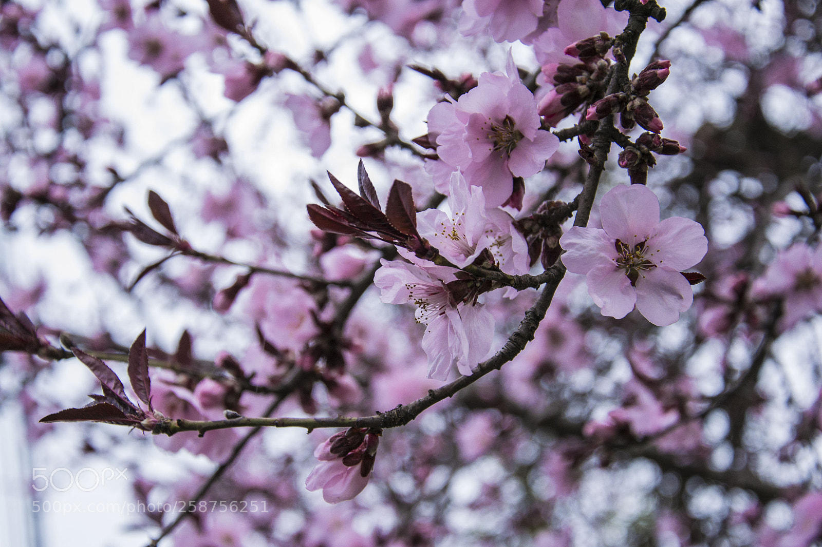 Nikon D3100 sample photo. Flowering photography