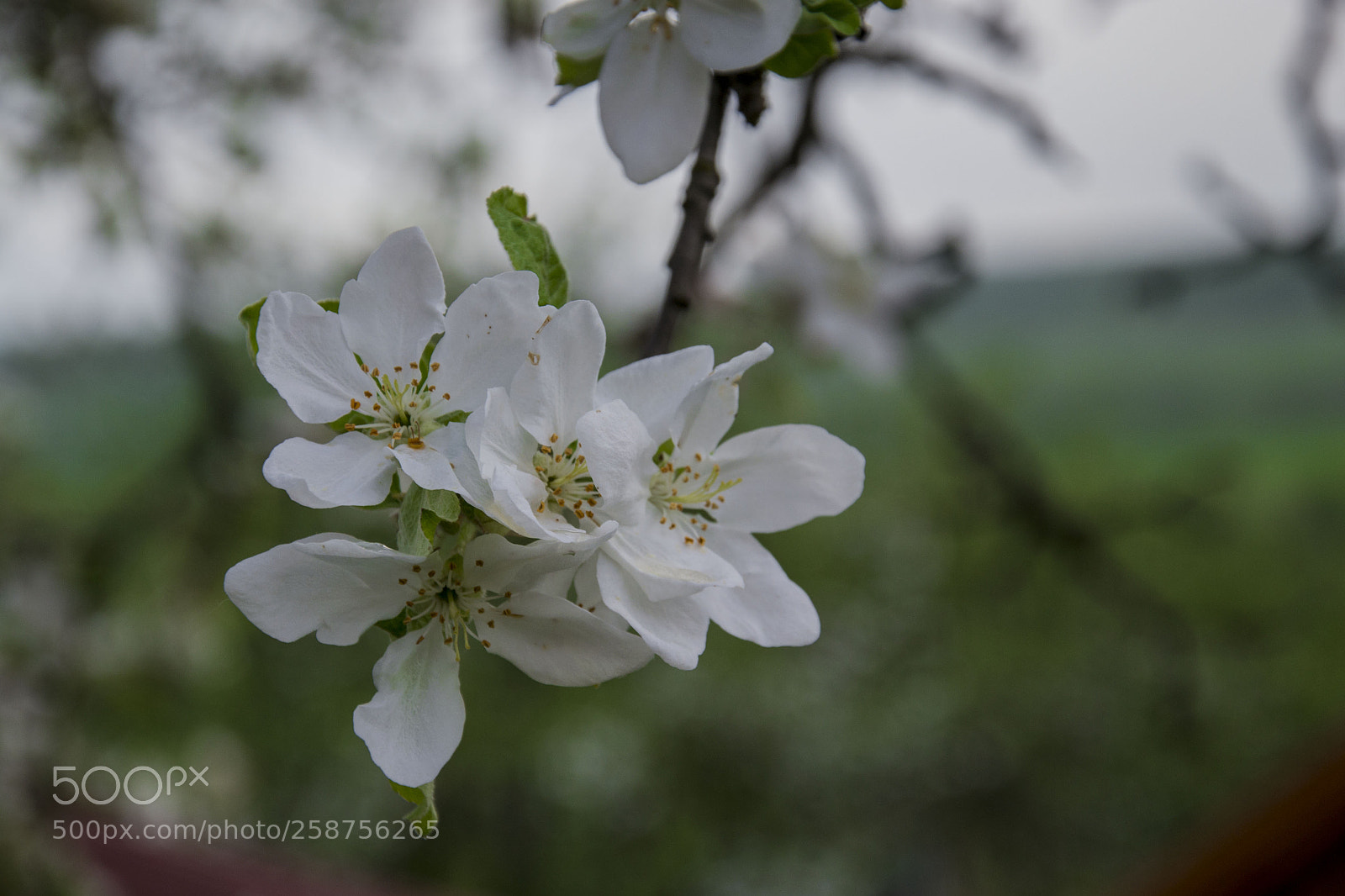 Nikon D3100 sample photo. Apple tree flower photography