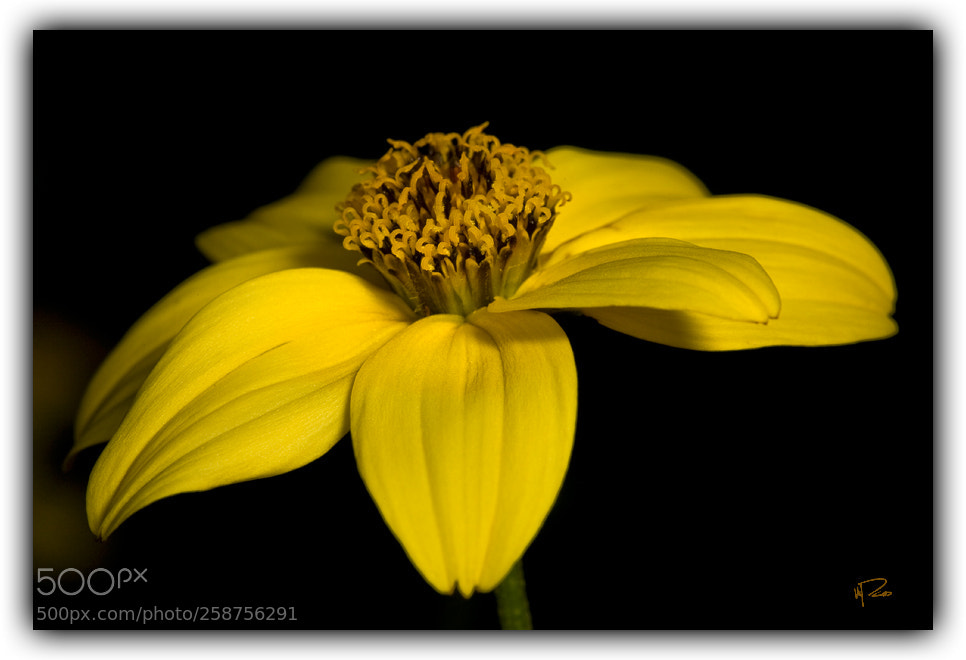 Canon EOS 5D sample photo. Yellow flower photography