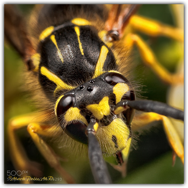 Canon EOS 50D sample photo. Yellow jacket a fltd photography