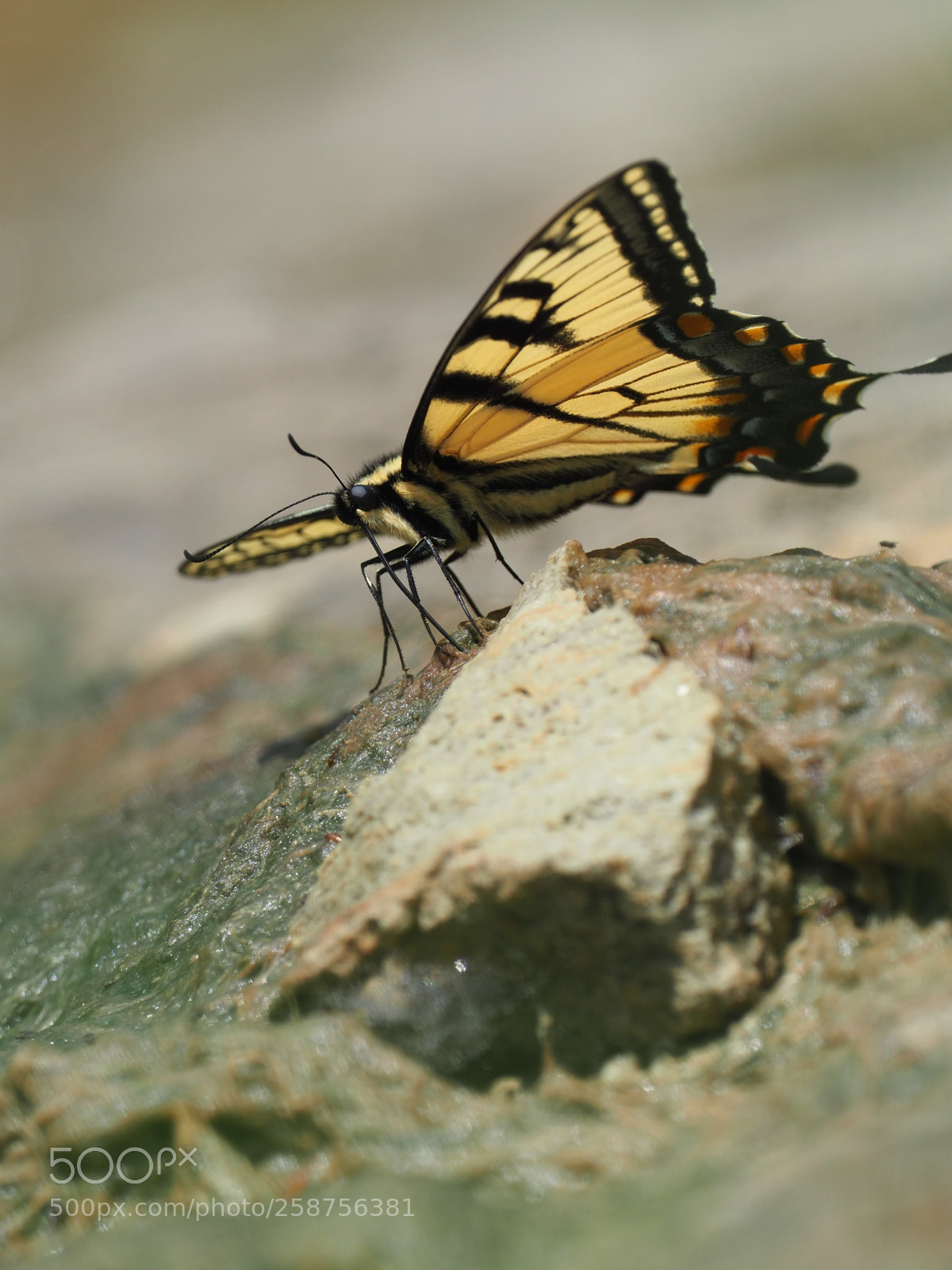 Olympus OM-D E-M1 Mark II sample photo. Pof butterfly photography