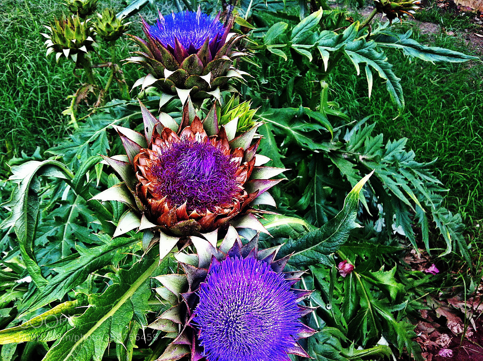 Apple iPhone 4 sample photo. Artichaut photography