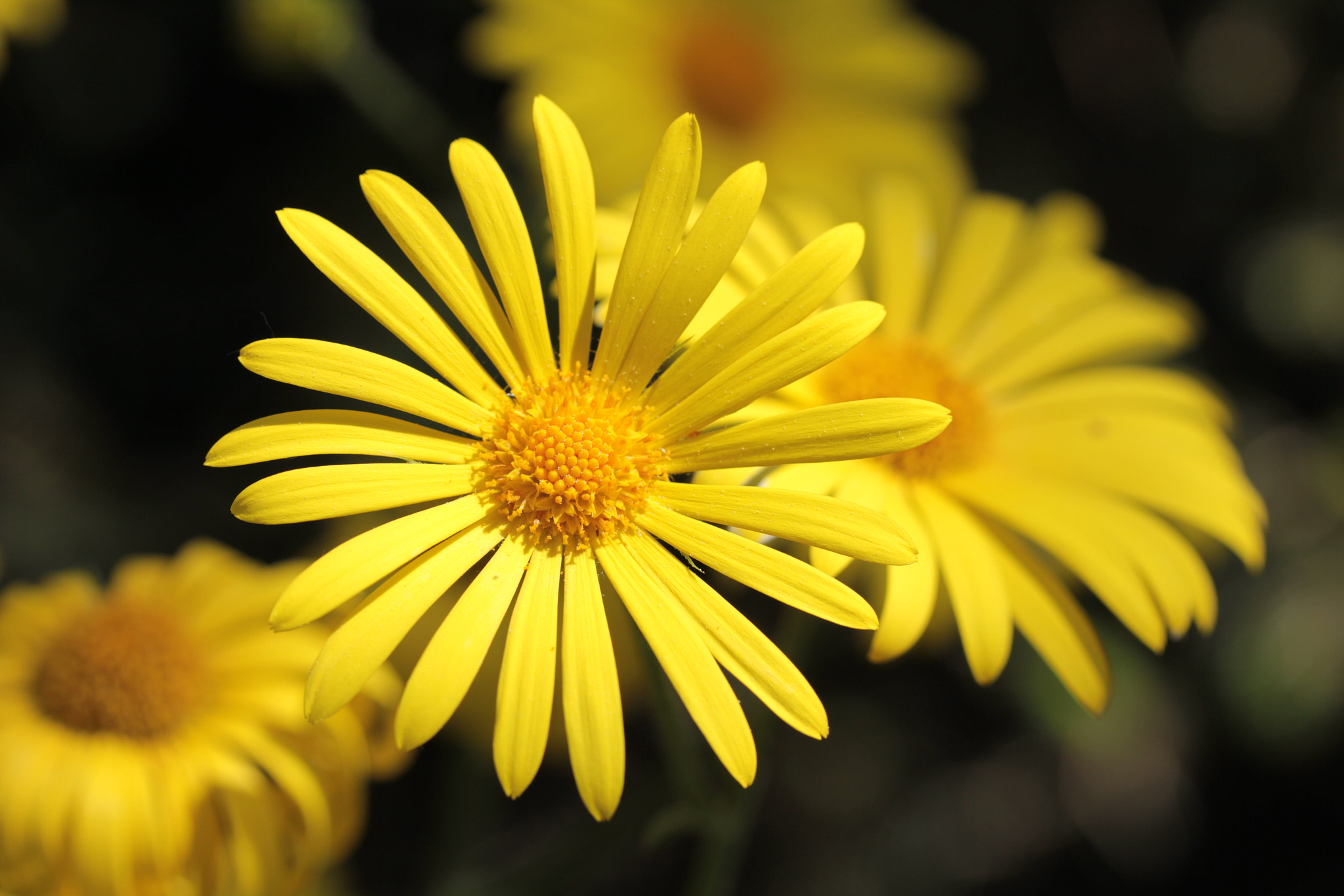 Canon EF-S 60mm F2.8 Macro USM sample photo