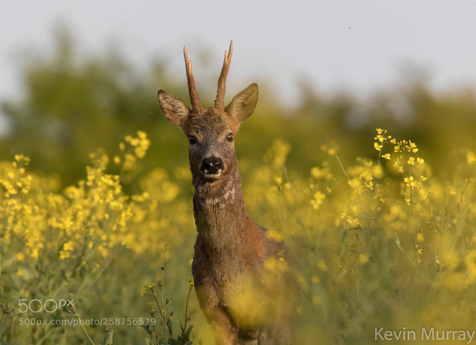 Canon EOS 7D Mark II sample photo. Roe buck in oilseed photography