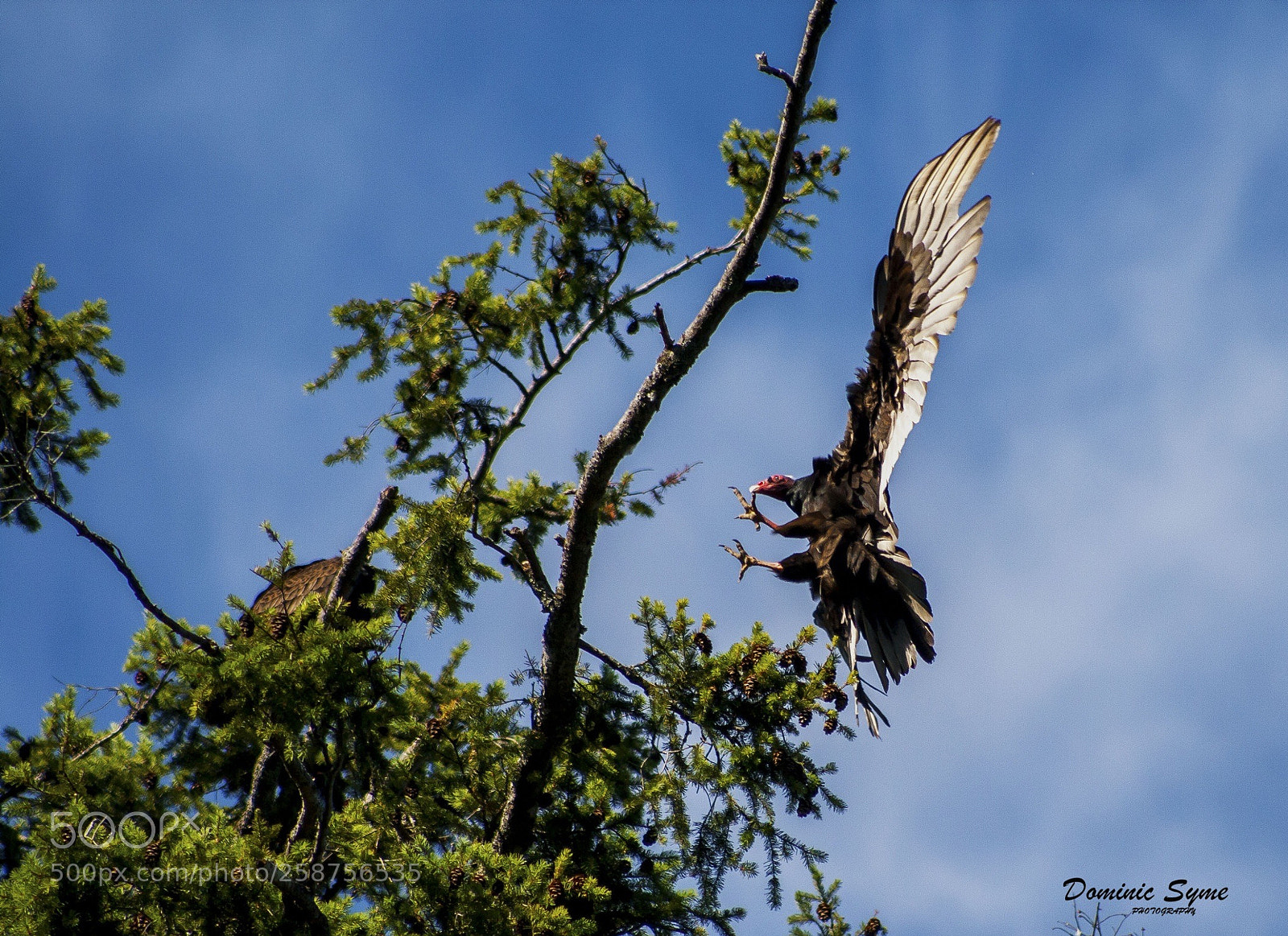 Canon EOS 400D (EOS Digital Rebel XTi / EOS Kiss Digital X) sample photo. Turkey vulture  photography