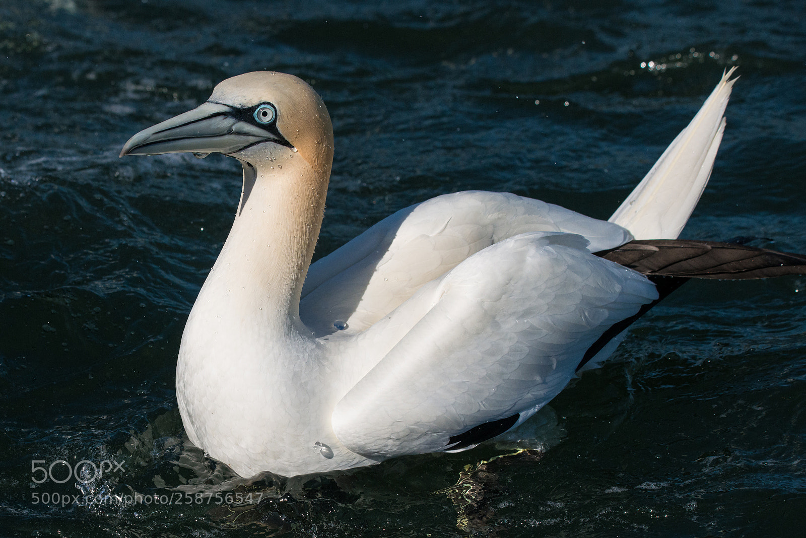 Nikon D800 sample photo. Gannet photography