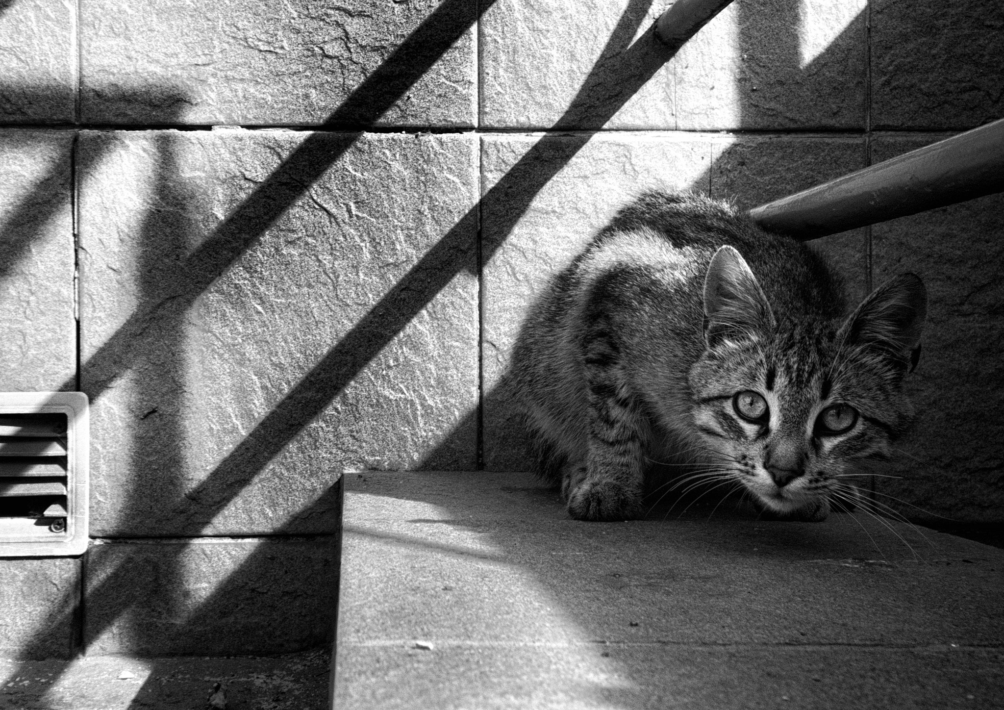 Nokia Lumia 1520 sample photo. Cat photography