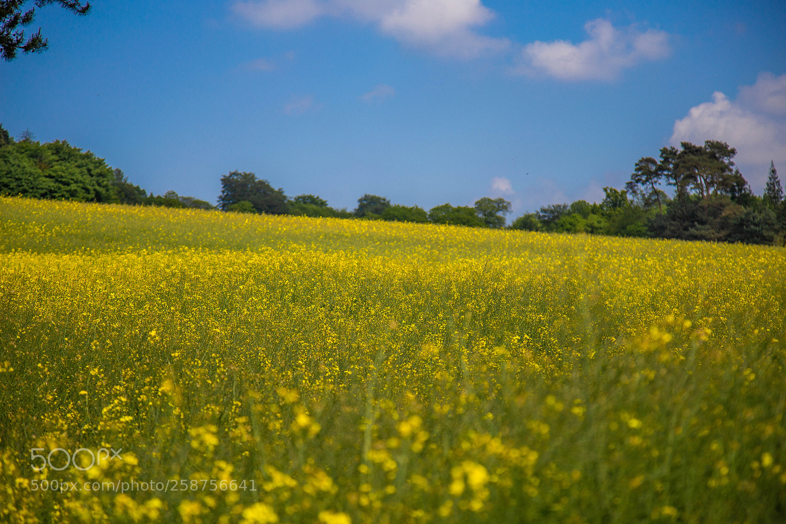 Canon EOS 6D sample photo. Spring photography
