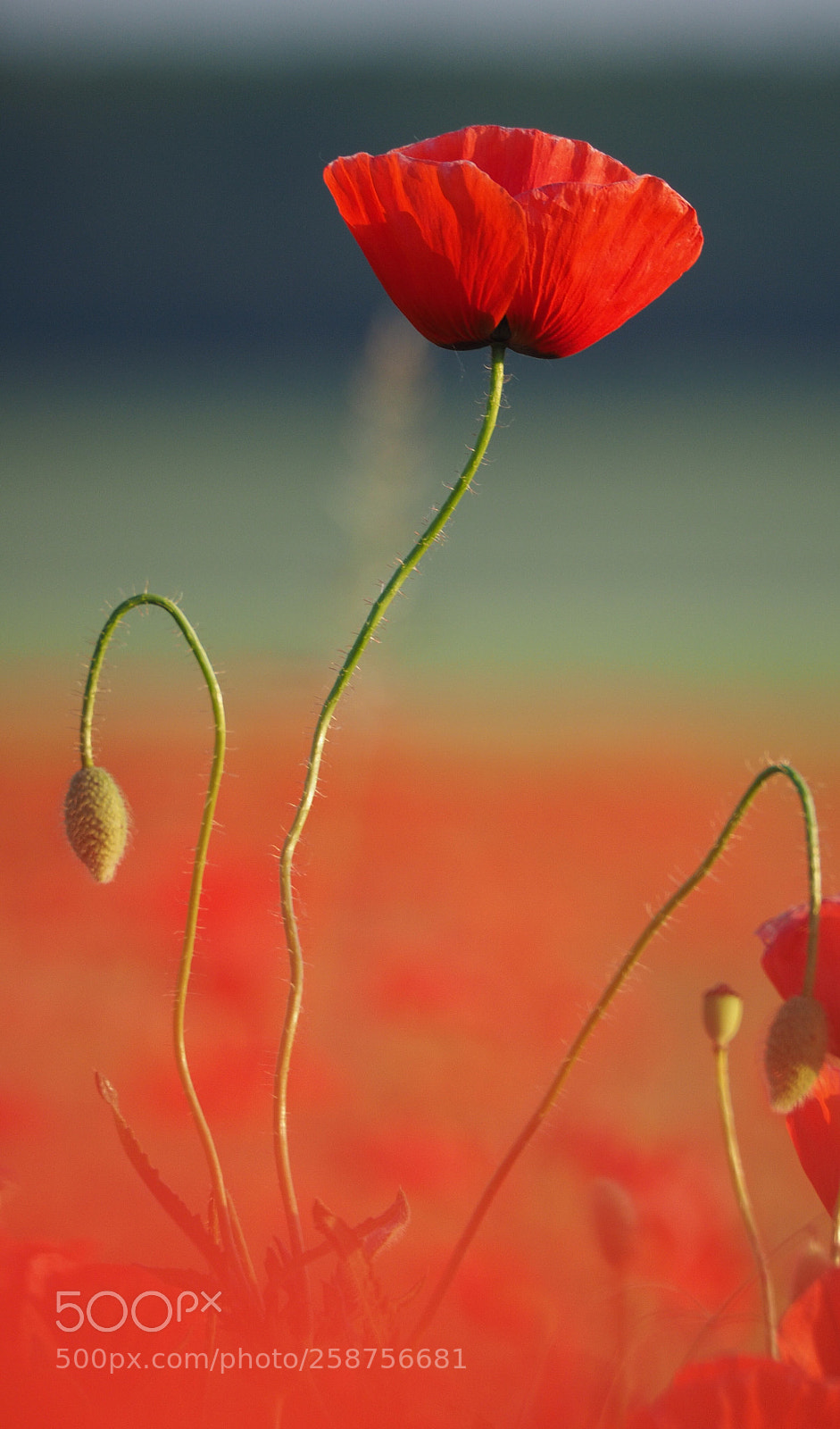Olympus OM-D E-M1 sample photo. Pentecost variations photography
